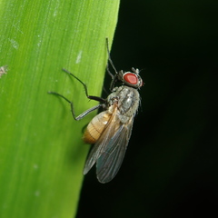 Thricops semicinereus