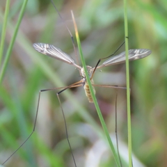 Tipula vernalis