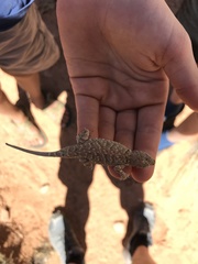 Urosaurus ornatus wrighti