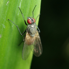 Thricops semicinereus