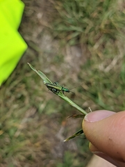 Oedemera nobilis