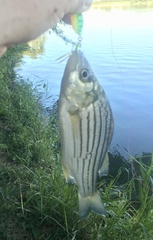 Morone mississippiensis