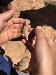 Urosaurus ornatus wrighti