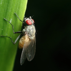 Thricops semicinereus