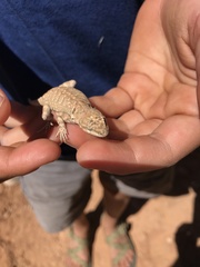 Urosaurus ornatus wrighti