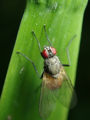 Thricops semicinereus