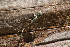 Sceloporus bulleri