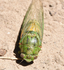 Okanagana viridis