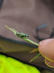 Oedemera nobilis