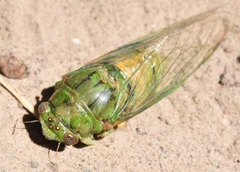 Okanagana viridis