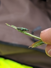 Oedemera nobilis