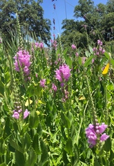 Physostegia pulchella