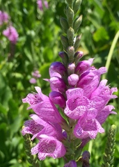 Physostegia pulchella
