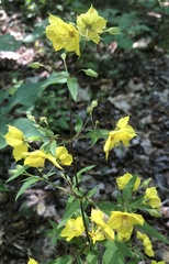 Lysimachia tonsa