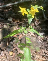 Lysimachia tonsa