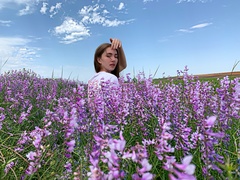 Vicia tenuifolia