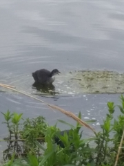 Fulica atra
