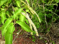 Coccoloba spicata