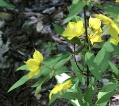 Lysimachia tonsa