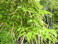 Coccoloba spicata