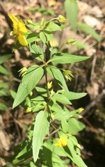 Lysimachia tonsa