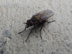 Anthomyiidae