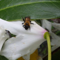 Andrena milwaukeensis