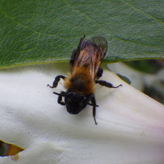 Andrena milwaukeensis
