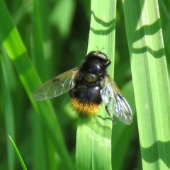 Volucella bombylans