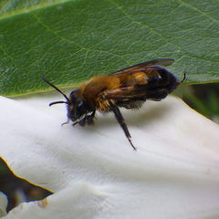 Andrena milwaukeensis