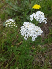 Achillea millefolium