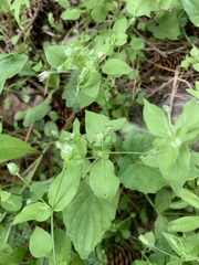 Stellaria nemorum
