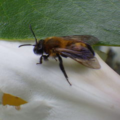 Andrena milwaukeensis