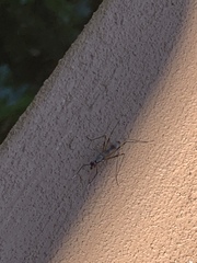 Rainieria antennaepes