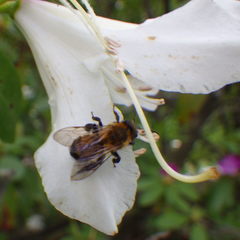 Andrena milwaukeensis