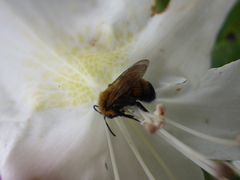 Andrena milwaukeensis