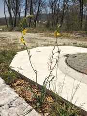 Echeandia flavescens