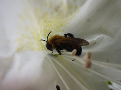 Andrena milwaukeensis