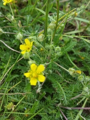 Potentilla argentea