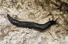 Limax wohlberedti