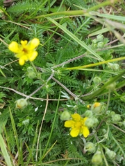 Potentilla argentea