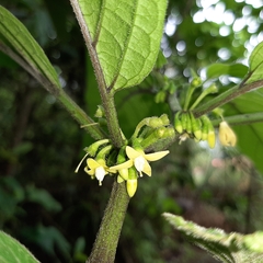 Witheringia solanacea
