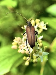 Trachysida mutabilis