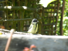 Parus major