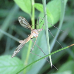Tipula vernalis