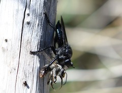 Andrenosomatini