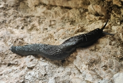 Limax wohlberedti