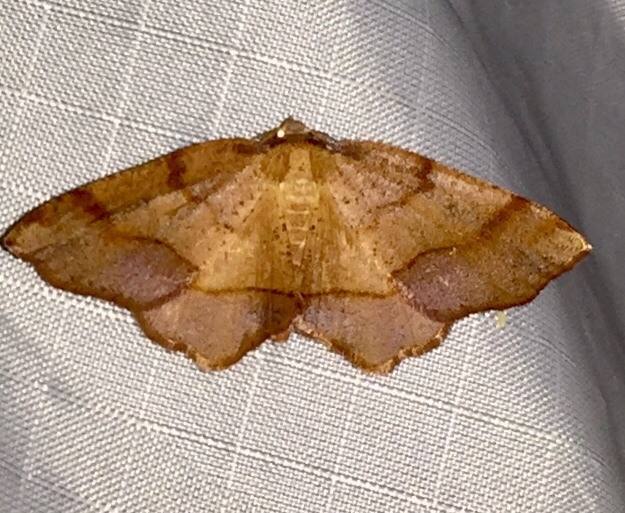 Heath Probole