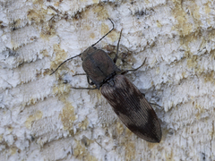 Diacanthous undulatus