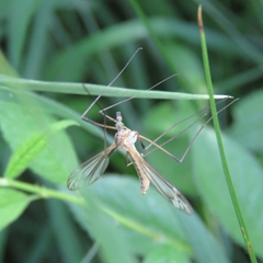 Tipula vernalis